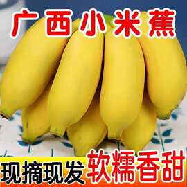 厂家直销正宗广西小米蕉当季新鲜水果整箱自然熟小香蕉皇帝蕉芭蕉