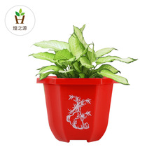 园林植物盆 盆栽花盆 塑料营养杯 塑料花盆生产厂家