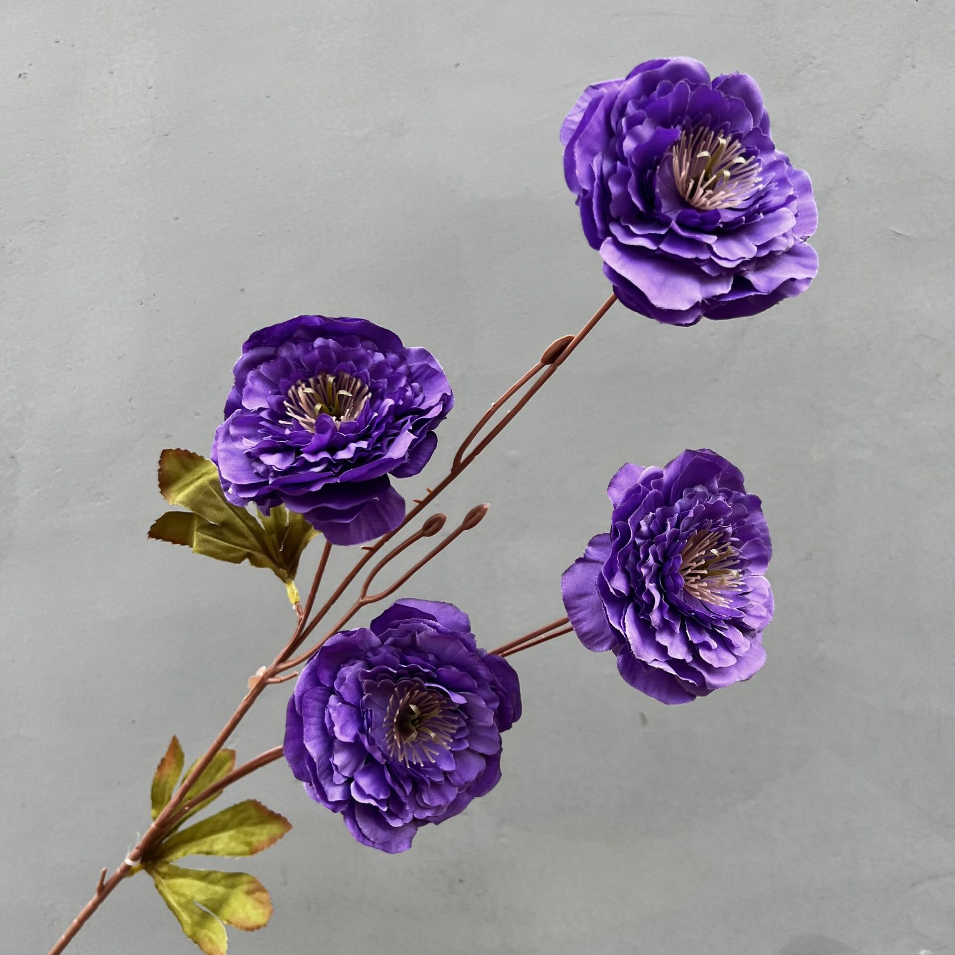 새로운 멜라루카 모란