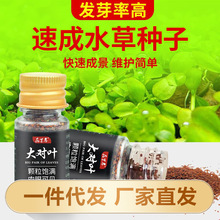 水草种子鱼缸造景植物种籽绿植前景水草坪迷你对叶大队叶牛毛