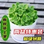 驱蚊驱虫食用浓香型绿植