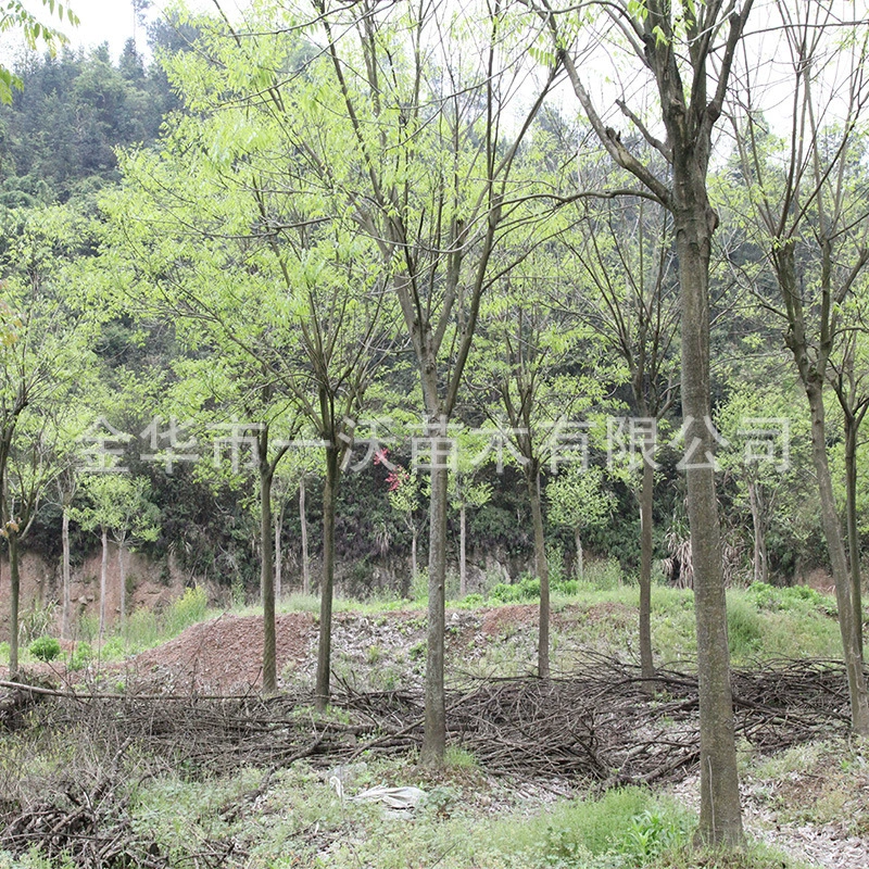 Поставка инженерных озеленение беседки Sapindus 10-20 см