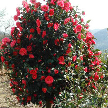 基地批发高杆茶树苗 规格齐全高分枝树苗 荒山造林苗圃绿化树苗