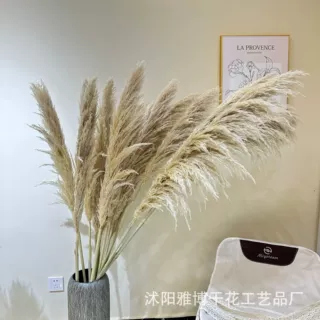 蒲苇婚礼场景装饰大芦苇干花橱窗布置客厅摆设蒲苇跨境批发