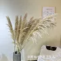 客厅跨境婚礼布置蒲苇