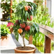 嫁接水蜜桃树苗早熟桃树树苗南北方种植桃子苗当年结果特大果树苗