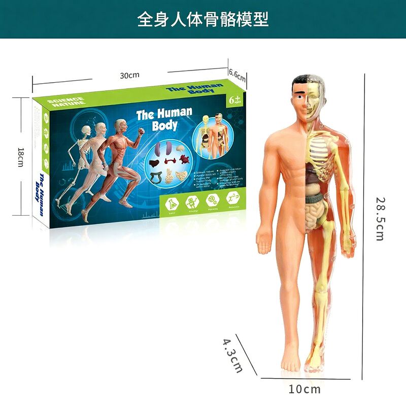 国境を越えたおもちゃ早期教育人間の臓器骨格モデルセット科学と教育小中学生 DIY 組み立て子供のパズル|undefined