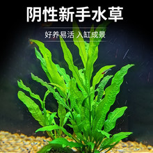 ���~�F�ʹ�ˮ��¹���F�ʹ��B�~�׻�ˮ��ֲ���ˮ���ԑ���ˮ���쾰