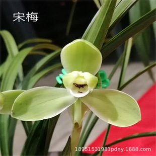 ��÷�m�������m�����ļ��m���mī�m���m���m��߅�m���҃Ⱥ��B
