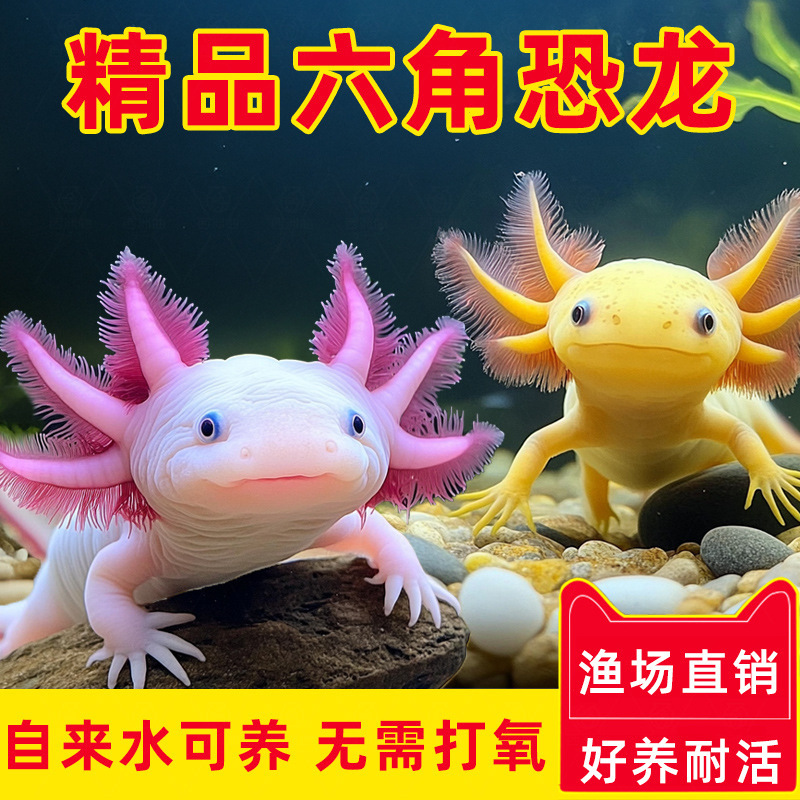 六角恐龙鱼娃娃鱼蝾螈观赏鱼冷水淡水鱼金鱼摆摊小宠学生宿舍宠物