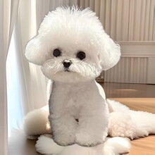 纯种比熊幼犬活体小狗宠物幼崽狗狗双血统比熊犬小型犬不掉毛活物