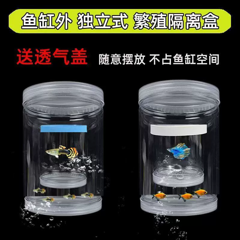 Коробка для разведения гуппи вне резервуара изолированная маленькая рыба