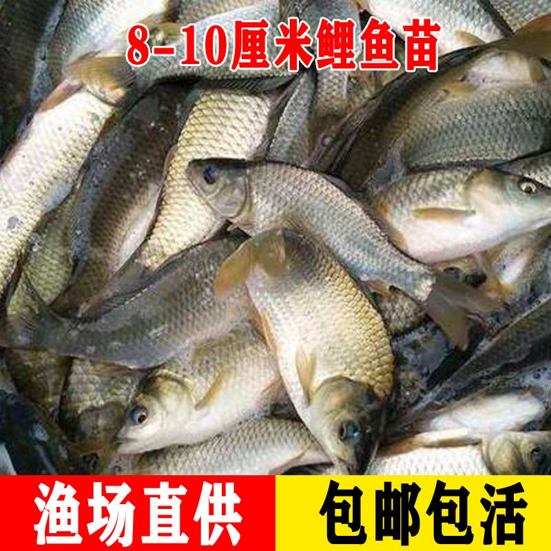 8~10cm 잉어 10마리 [10% 손실 방지]