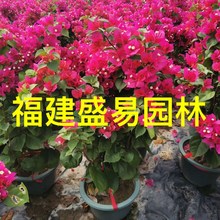 红色三角梅盆栽50高价格 紫色三角梅批发 红花三角梅基地 勒杜鹃