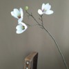 Holding Short Branches Little Magnolia living room club home furniture decoration new Chinese simulation flower kaoma orchid