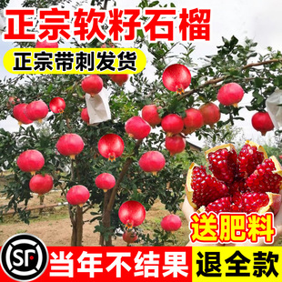 Pomegranate Tree Sapling Tunisian Soft Seed Seedless Mengyang Red Pomegranate Potted Courtyard Fruit Tree Extra Large Soil Fruit Seedling