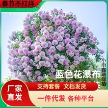 һ�����l�{ɫ�������ǘ���¼��������ش�õ���ļ��̨ͥԺ��