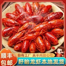 盱眙麻辣小龙虾加热即食半成品鲜活速冻商用批发冷冻生鲜整虾