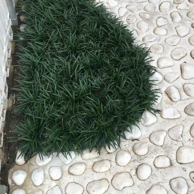 Зимние саженцы трав Японское озеленение карликовая зимняя трава Рассада травы Нефритового дракона по заказу вечнозеленая беговая дорожка трава Пномпень