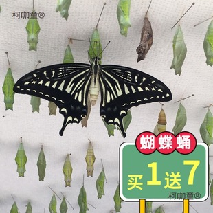 �����Ӽ���w�ɷ�����Y�o�����w��ͯ�Y����B�^��С���x����̫��