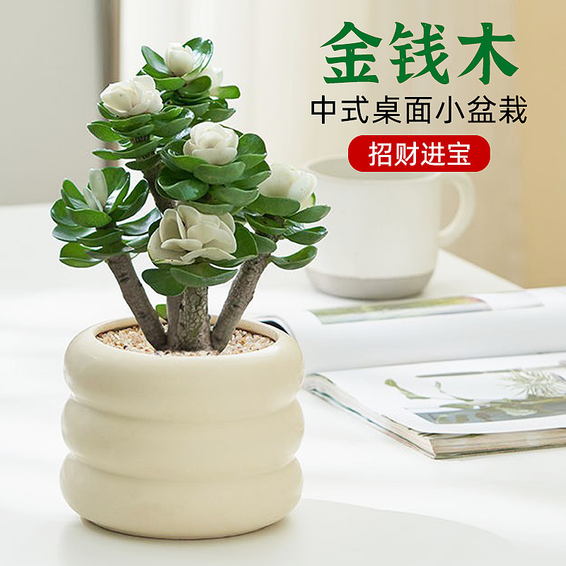 金钱木盆栽老桩盆景四季好养植物 桌面办公室开花耐旱绿植小盆栽