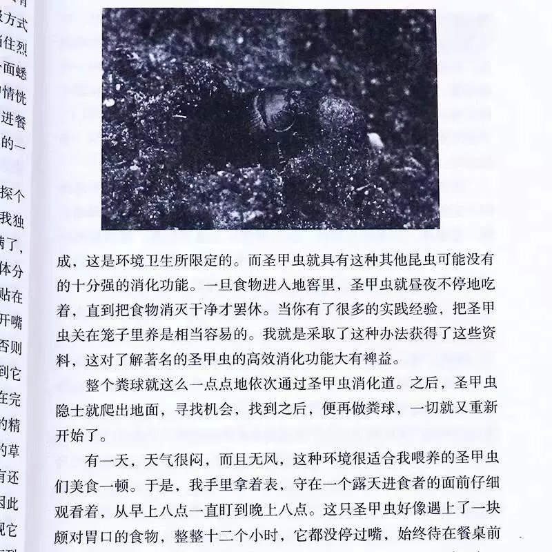 Insect Uncuttered Edition Eighth Grade Fabur Original Junior High School Young Extra -Class Book Reading