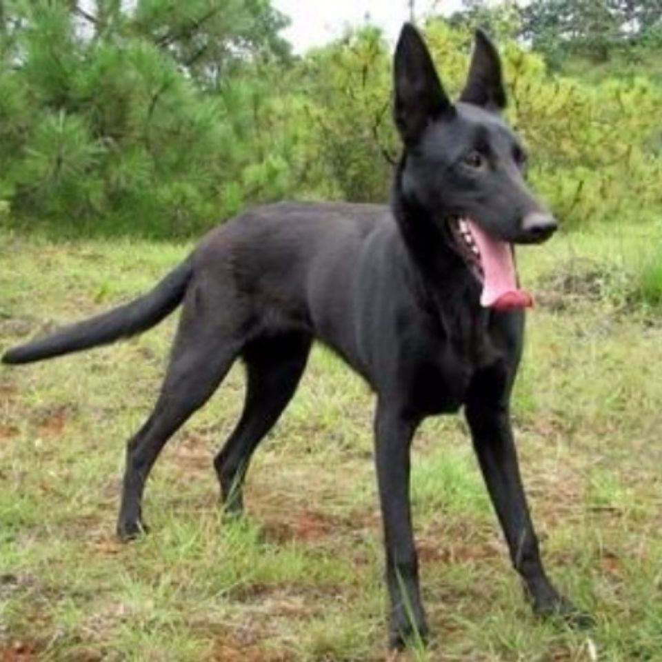 活体黑狼幼犬大型看家护院犬墨界黑狼犬猛犬护卫犬巨型犬看家定金-阿里巴巴