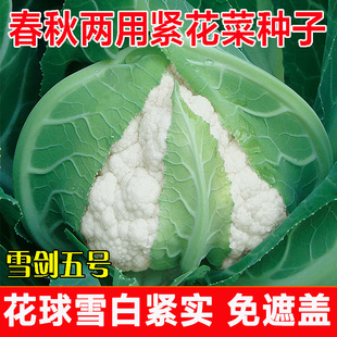 ������ѩ����̖���˷N�Ӿo�˻������＾��ɫ��Ҭ�˷N�ь���ѩ��