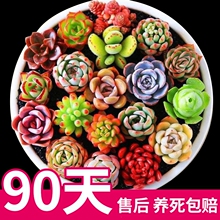 多肉植物室内带盆栽好大颗好养稀有组合含盆幼儿园绿植物花卉懒人