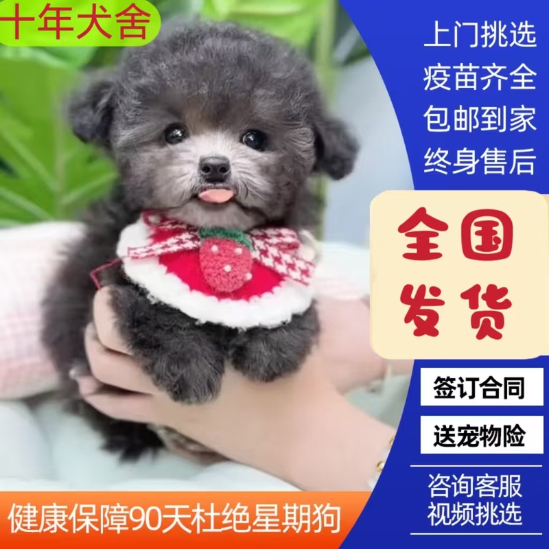 Purebred Gray Teddy Puppy Malteese Puppy Flying Ear Gray Teddy Dog ​​Poodle Small Size Dogs Pet Dog Live