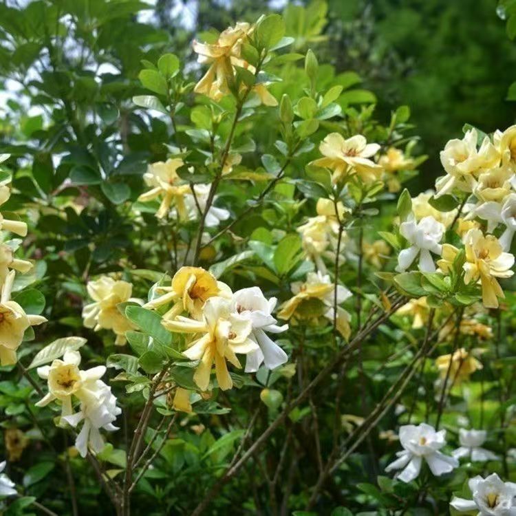 Gardenia Flower Powder Zhi Zi Hua Fine Ground Dried Blossom Powder for Sachets Incense Beads and Herbal Blends 500g specifications
