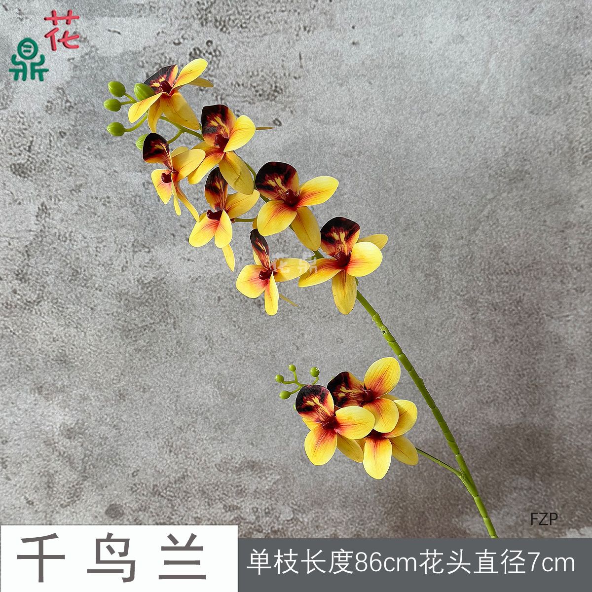 Phong Lan Ngàn Chim FZP Vàng