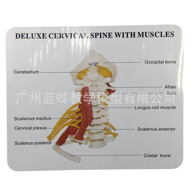 ���徱׵ģ�ʹ��������Ը����Ǽ�׵����ҽѧ��ѧ����ģ�Ϳɲ�װ