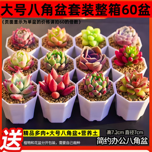 Succulent Plants Kindergarten Combination Potted Plants Small Green Plants Flowers Whole Box Wholesale Indoor Succulents with Pots Multi-Head Hydroponic
