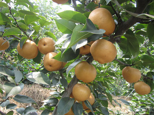 ����ֱ�N����� ��������� �F؛���۴���Ƥ���S����$