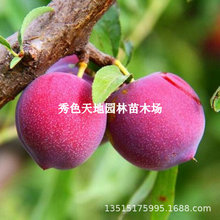�޽��n���������Ә���t���Z�q���������Ե����ϱ����Nֲ����Y��