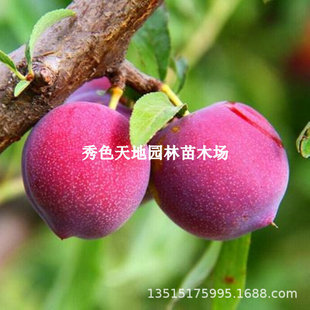 �޽��n���������Ә���t���Z�q���������Ե����ϱ����Nֲ����Y��