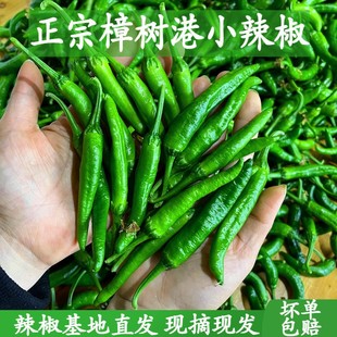 2026夏至清爽辣味青椒推荐|开胃不油腻,6月必吃做法电商直购