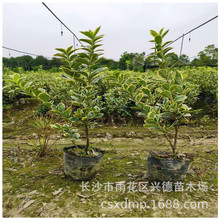 批发金边黄杨杯苗 湖南金边黄杨袋苗 黄杨毛球四季常青 量大