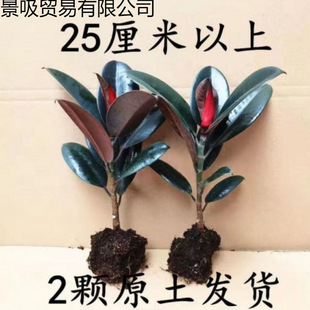 �ڽ�����Ƥ�����Լ�ͥ�҃ȿ͏d�ļ��L�໨�܃����՚�Gɫ�^�~ֲ��