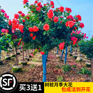 �ߙn�䘶�¼��ش��ļ��_���޽Ӵ�������ǘ��õ�廨�玧����