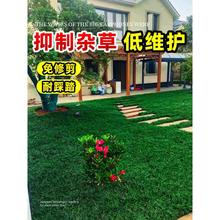 �ձ���������������ͥԺ�G����ƺֲ�：�~�L�~��߅�ͺ�С��������