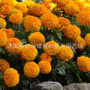 Marigold Seeds, Marigold Flowers, Four-Season Planting, Gardening, Landscape Engineering, Landscaping, Garden Greening