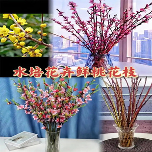 ����ˮ���һ�֦���֦�t÷�������r���҃Ȼ��������r��ˮ�B�Gֲ��