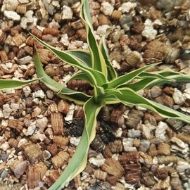 其他非金属;其他非金属;碳酸钙