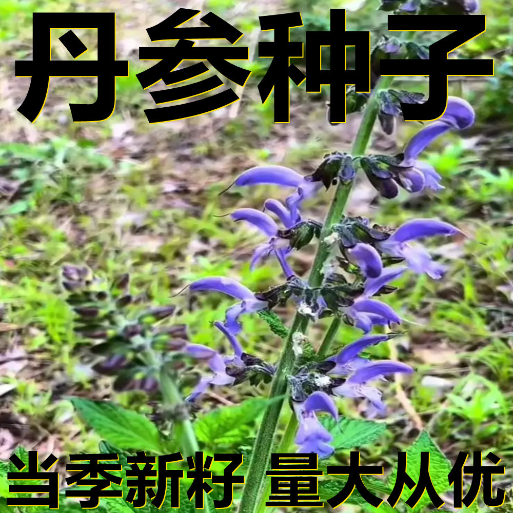 丹参种子 250-500克袋装散装 产地直供 当季新籽 庭院植物种子