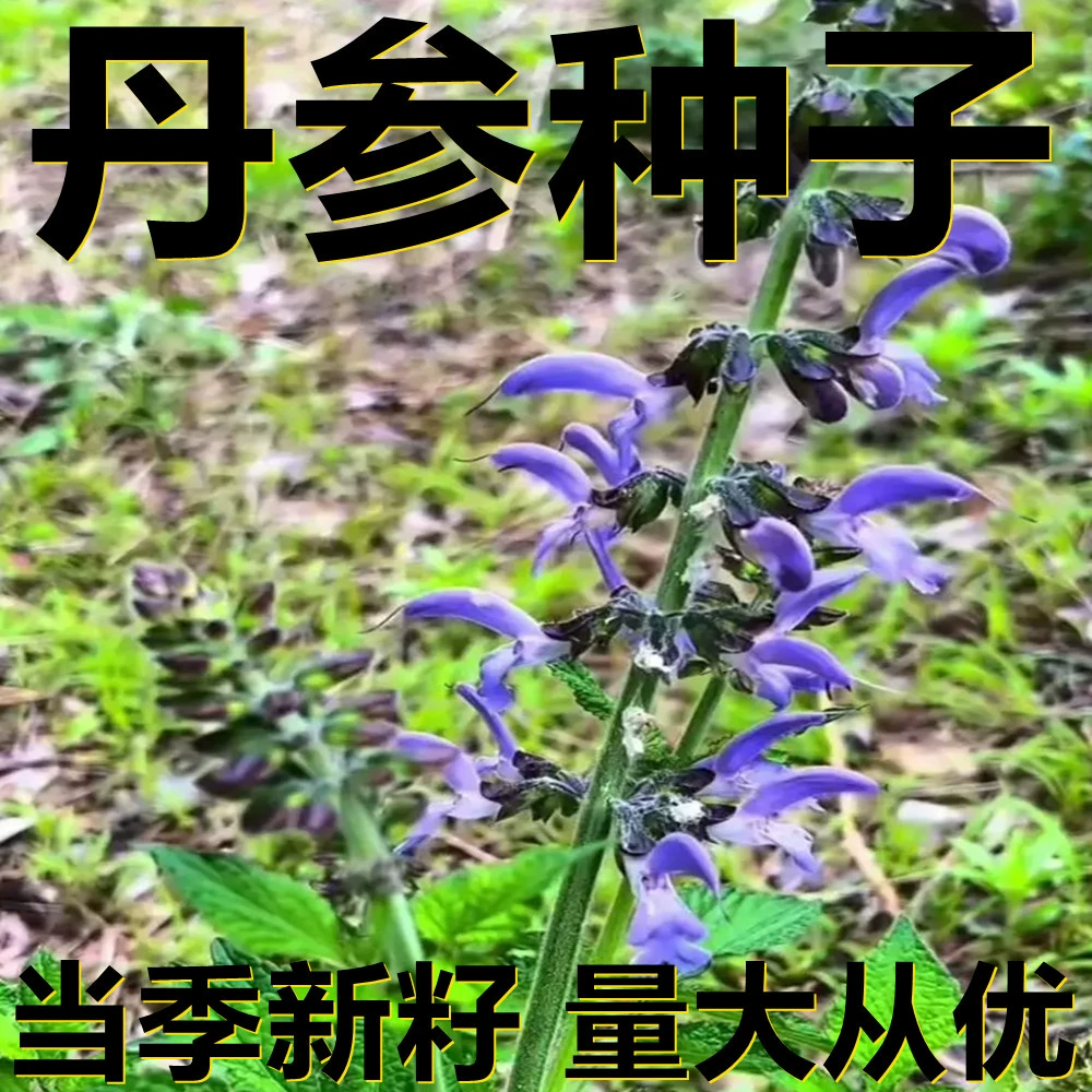 Семена Salvia miltiorrhiza 250-500г в мешках оптом, прямые поставки с места происхождения, сезонные новые семена, семена садовых растений
