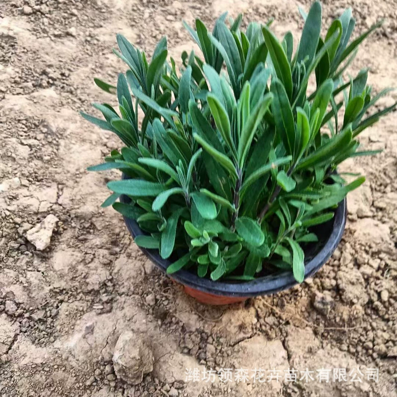 Оптовые рассады лаванды с высокой выживаемостью для парков и общественных ландшафтных озеленений, залежей и оптовой продажи цветов.