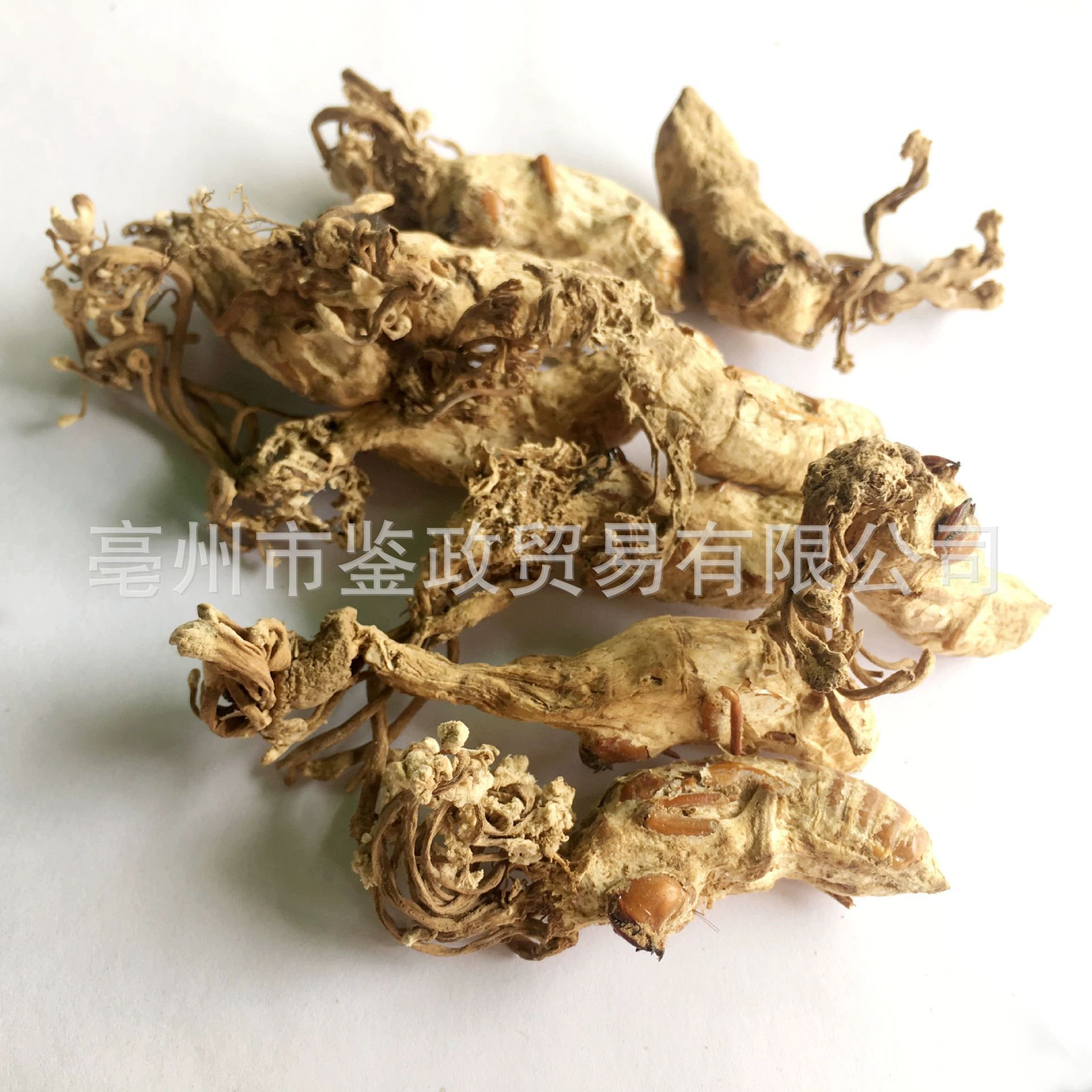 Golden Cicada Flower Jin Chan Hua Cordyceps-like Fungus Dried Whole Herb 500g Traditional TCM Ingredient quality and texture