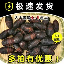 �QӼ  �r��a��ֱ�l�|���a���QӼ����S�����sӼ�OӼ��